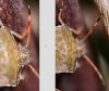 Peribalus strictus vernalis